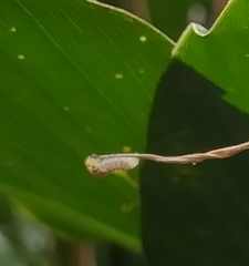 Helicoverpa armigera