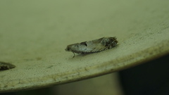 Epinotia ramella