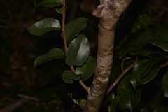 Xylosma maidenii