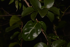 Xylosma maidenii