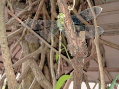 Gynacantha