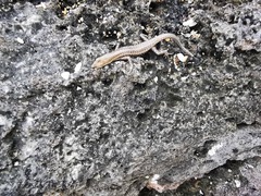 Cryptoblepharus novocaledonicus
