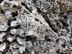 Cryptoblepharus novocaledonicus