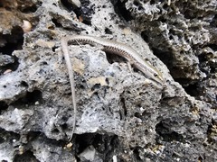 Cryptoblepharus novocaledonicus