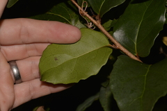 Xylosma maidenii