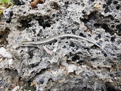 Cryptoblepharus novocaledonicus