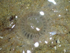 Harenactis attenuata