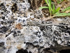 Cryptoblepharus novocaledonicus