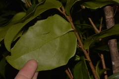 Xylosma maidenii