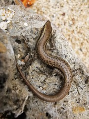 Cryptoblepharus novocaledonicus