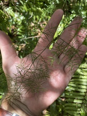 Asparagus umbellatus image