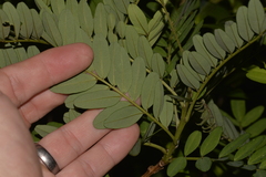 Sophora howinsula
