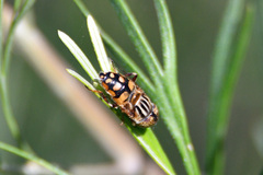 Eristalinus punctulatus