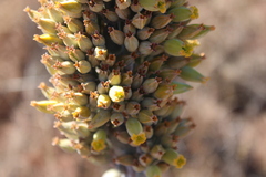 Kalanchoe thyrsiflora