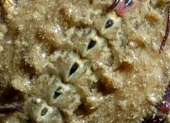 Acanthochitona