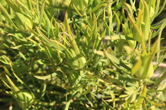Leucadendron