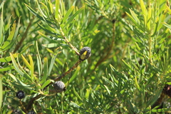 Leucadendron