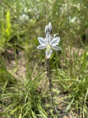 Chlorophytum transvaalense