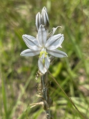 Chlorophytum transvaalense