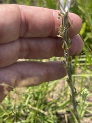 Chlorophytum transvaalense