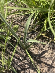 Chlorophytum transvaalense