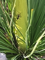 Xanthorrhoea preissii