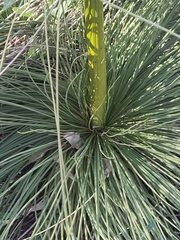 Xanthorrhoea preissii