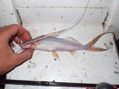 Siluriformes