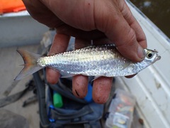 Characiformes