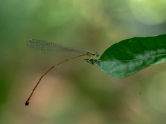 Pericnemis stictica
