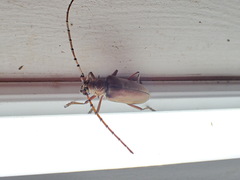 Neoplocaederus obesus