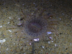 Harenactis attenuata