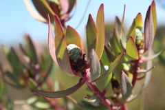 Leucadendron