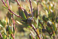 Leucadendron