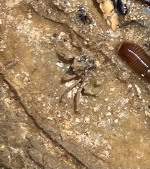 Halicarcinus