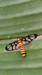 Amata polymita
