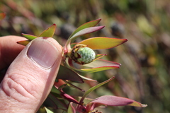 Leucadendron