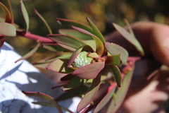 Leucadendron