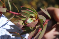 Leucadendron