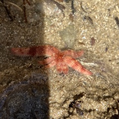 Allostichaster polyplax