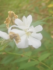 Miconia xalapensis