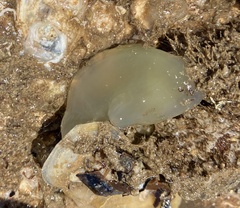 Phlebobranchia