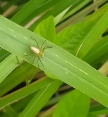 Oxyopes