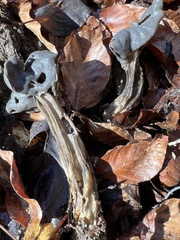 Helvella lacunosa