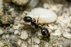 Chelaner antarcticus