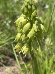 Orthochilus foliosus