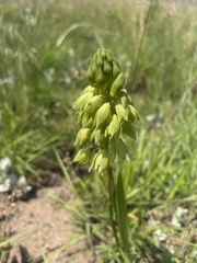 Orthochilus foliosus