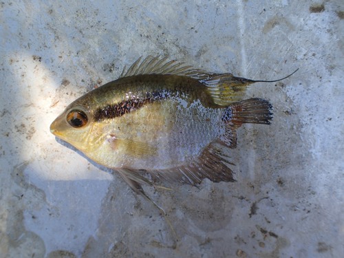 Wonder flag cichlid (Mesonauta mirificus) — Cichlidae — 3