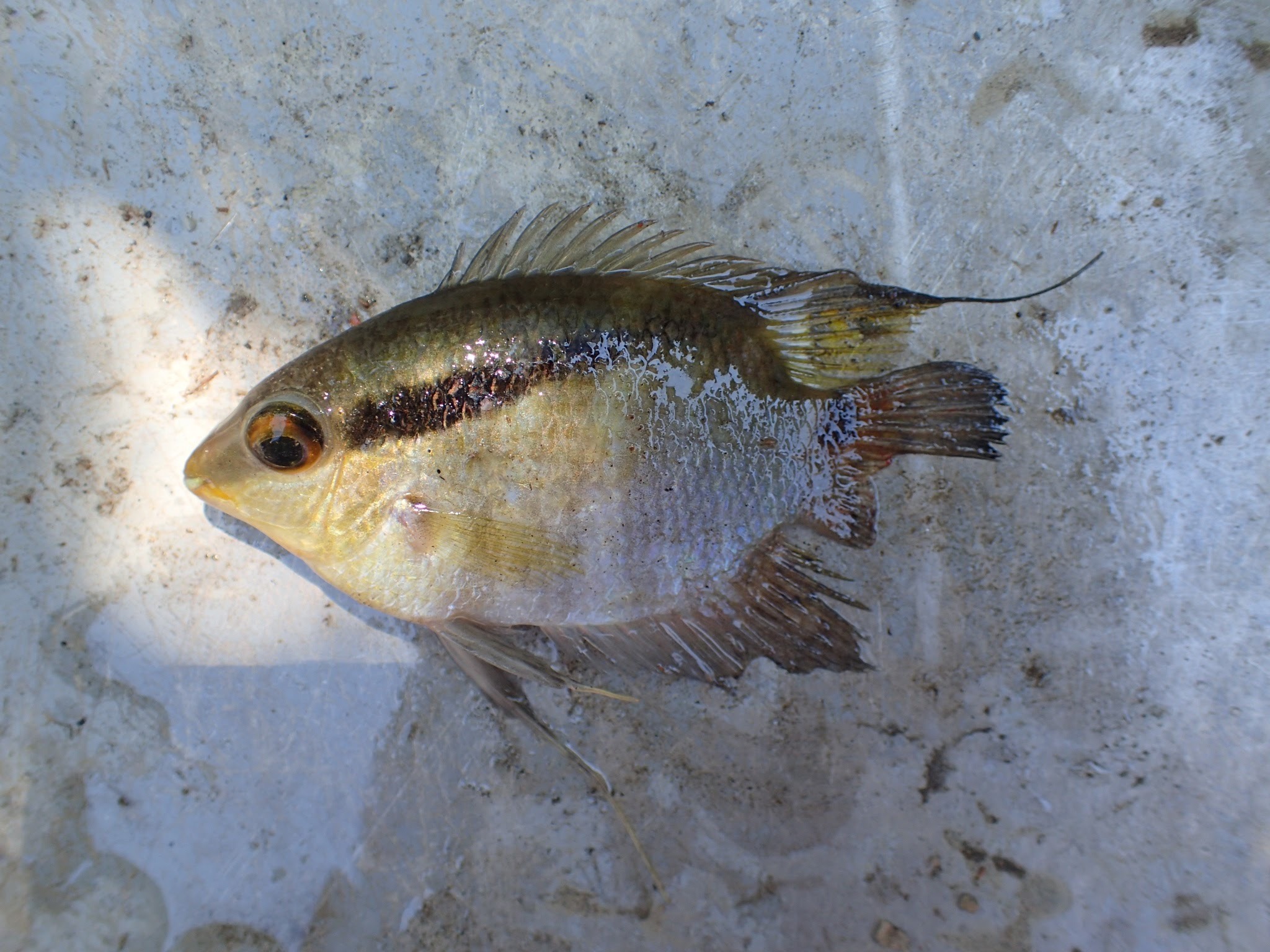 Wonderful Flag Cichlid photo 3