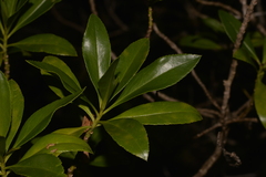 Myoporum insulare